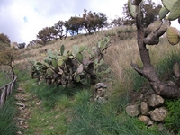 cantara gurne23122011 184